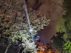 -武汉大学-樱园