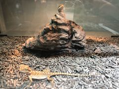 -乌龙爬宠部落(信和购物广场店)
