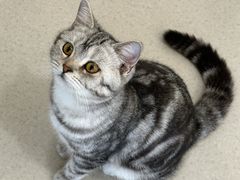 -共舞时光猫咖·狗咖(新街口店)