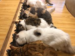 -啵啵喵·猫咖(攀华国际店)
