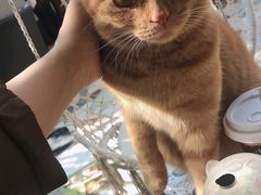 -喵屿·大理花园猫咖