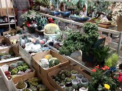 -双季花艺园艺市场(浦东店)