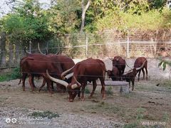 -清迈夜间动物园