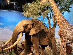 -陕西自然博物馆