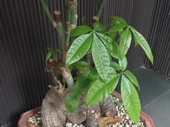 -阿伟海鲜楼·福建菜(涵江店)