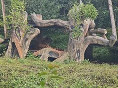 -海南热带野生动植物园