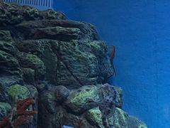-上海海洋水族馆