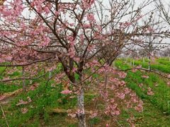 -古柏渡丰乐樱花园