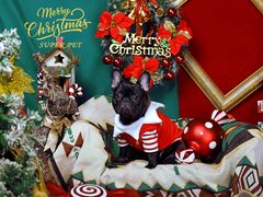 -超宠爱宠物摄影-Super pet