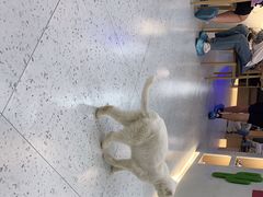 -喵园·猫主题咖啡厅·撸猫·猫咖(国贸店)