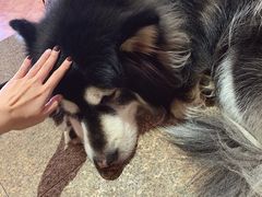 -more than meow吴止猫主题餐厅(承德 中船汇店)