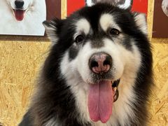 -和它·交个朋友·狗咖猫咖(爱琴海店)