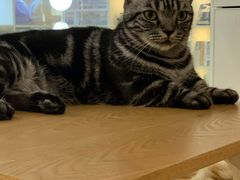 -李小姐の猫咖啡馆(五角场店)