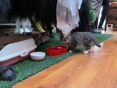 -吉祥圣雪藏餐