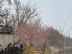 -桃花堤公园