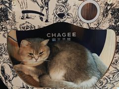 -MOCHA明星猫咖(田子坊店)