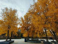 -金塔沙漠胡杨林景区