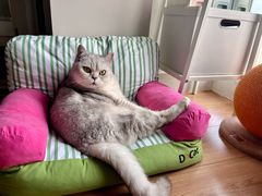 -瑞派蒂凯宠物医院·心脏科·口腔科·皮肤科