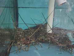 -考记泥焗鸡农庄·海鲜(北洛秘境店)