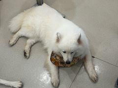 -共舞时光猫咖·狗咖(新街口店)