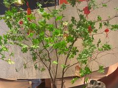 -新兴·金羊座·粤菜点心(乐峰店)