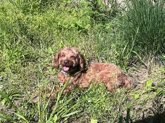 -西安京西宠物医院·瘫痪·疑难杂症