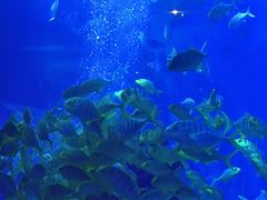 -太平洋海底世界