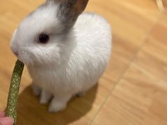 -猫猫幼稚园·撸猫·桌游·电玩