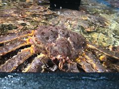 俄罗斯帝王蟹-盒马鲜生(皇庭广场店)