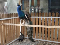 -廊坊固安福朋喜来登酒店