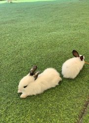 -萌宠亲子动物乐园(槐房万达店)