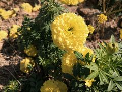 -松山湖梦幻百花洲