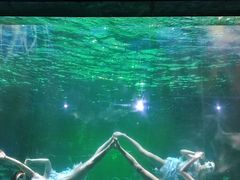 -海合安成都极地海洋公园