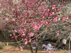 -杭州植物园