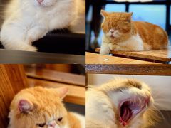 -喵园·猫主题咖啡厅·撸猫·猫咖(国贸店)