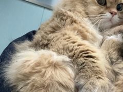 -纳吉亚猫专科动物诊疗中心(蒋宅口分院)