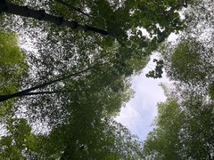 -上海佘山国家森林公园天马山园