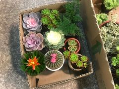 -双季花艺园艺市场(浦东店)