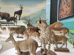 -陕西自然博物馆