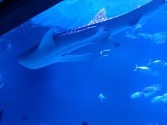 -烟台海昌鲸鲨海洋公园