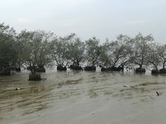 -宝安西湾红树林湿地公园