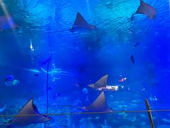 -烟台海昌鲸鲨海洋公园