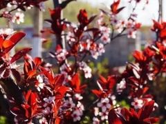 -西部兰花园生态园