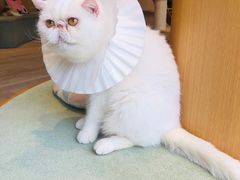 -CAT’S MEWSTAR CAFE·喵星球猫屋(晴湾咖啡店)