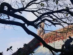 -普陀山风景区-佛顶山