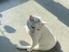 -凯特喵百思猫专科医院