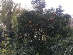 -昆山城市生态森林公园