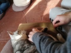 -猫猫幼稚园·撸猫·桌游·电玩