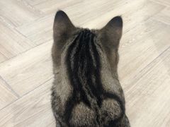 -安格丽娜·狗咖·猫咖羊驼咖(春熙路百盛商场店)