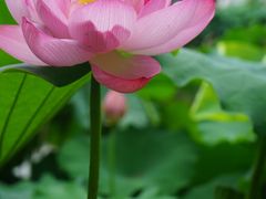 -陈家山荷花公园